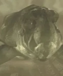 Qoh Kiaphet Amman'sor